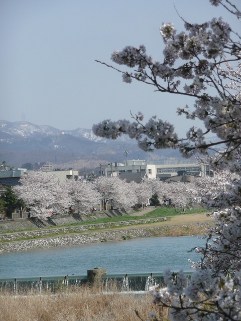 桜P1100976.jpg