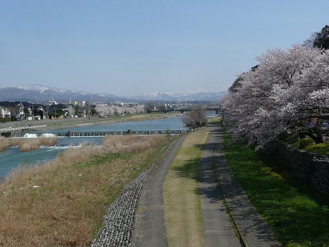 桜P1100978.jpg